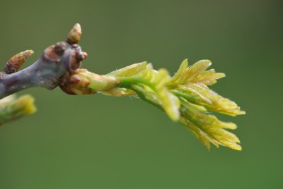 Quercus x bimundorum 'Crimschmidt' - kříženec dubu bílého a letního - jarní výhonky (2)